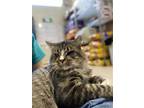 Adopt Willy a Gray or Blue Domestic Mediumhair / Domestic Shorthair / Mixed cat