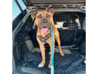 Adopt Ryder a Tan/Yellow/Fawn Pit Bull Terrier / Mixed dog in East ST Louis