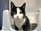 Adopt Nexus a Black & White or Tuxedo Domestic Shorthair (short coat) cat in