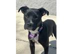 Adopt Christina a American Staffordshire Terrier