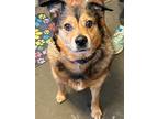 Adopt Tia a German Shepherd Dog, Terrier