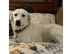 Adopt Daisy a Labrador Retriever, Great Pyrenees