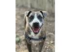 Adopt Misty a Brindle American Pit Bull Terrier / Mixed dog in Cibolo