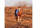 APHA Sorrel/White Tobiano Stallion Standing in Texas