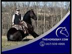 Black Registered Friesian Sport Horse Gelding - Available on [url removed]