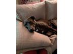 Adopt Hershey a Brindle - with White American Pit Bull Terrier / Labrador