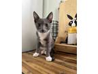 Adopt Opi a Gray or Blue Domestic Shorthair (medium coat) cat in Los Angeles