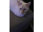 Adopt Olaf a White (Mostly) Domestic Shorthair / Mixed (short coat) cat in