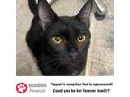 Adopt Pippen C12596 (Sponsored) a All Black Domestic Shorthair / Mixed cat in