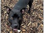 Adopt Molly a Pit Bull Terrier, Mixed Breed