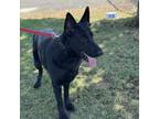 Adopt Echo a Black German Shepherd Dog / Mixed dog in Spokane, WA (38370514)