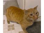 Adopt Bob a Orange or Red Domestic Shorthair / Domestic Shorthair / Mixed cat in