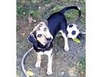 Adopt Sugar a Black - with Tan, Yellow or Fawn Jack Russell Terrier / Beagle /