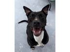 Adopt AHAVA a Black Mixed Breed (Medium) / Mixed dog in Fernandina Beach