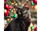 Adopt Tim a All Black Domestic Shorthair / Domestic Shorthair / Mixed cat in