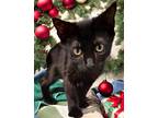 Adopt Faith a All Black Domestic Shorthair / Domestic Shorthair / Mixed cat in