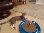 Adopt Pinot a Domestic Shorthair / Mixed (short coat) cat in Ocala