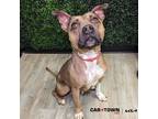 Adopt Nova a Pit Bull Terrier