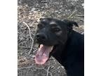 Adopt Hudson a Black - with Tan, Yellow or Fawn Labrador Retriever dog in