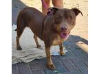 Adopt LONIE a Red/Golden/Orange/Chestnut Pit Bull Terrier / Mixed dog in Las