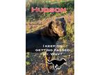 Adopt Hudson a Black - with Tan, Yellow or Fawn Labrador Retriever dog in