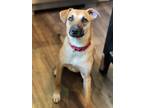 Adopt Ellie Mae a Tan/Yellow/Fawn - with Black Belgian Malinois / Black Mouth