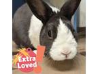 Adopt Thumpkin a Dutch / Mixed rabbit in Pittsburgh, PA (38113280)