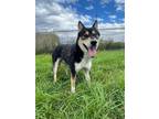 Adopt 80129 Malichi a Black Husky / Shepherd (Unknown Type) / Mixed dog in