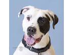 Adopt Spot a White American Staffordshire Terrier / Mixed dog in Sonoma