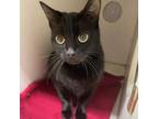 Adopt VIOLET a Domestic Short Hair