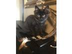 Adopt Cricket a Black (Mostly) Domestic Mediumhair (medium coat) cat in Twin
