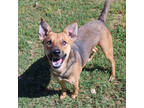 Adopt Panda a Brown/Chocolate Shepherd (Unknown Type) / Mixed dog in San Marcos