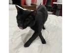 Adopt Cola - NYC a All Black Domestic Shorthair / Mixed cat in New York
