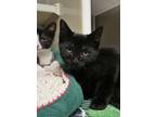 Adopt Oblivion 49823 a All Black Domestic Shorthair / Domestic Shorthair / Mixed