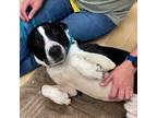 Adopt Domascus a Black Labrador Retriever / Mixed dog in Spokane, WA (38288438)