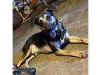 Adopt Buddy a Black Doberman Pinscher / German Shepherd Dog / Mixed dog in