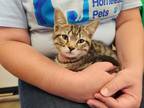 Adopt Cashew 2023 a Spotted Tabby/Leopard Spotted Domestic Shorthair (short