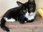 Adopt Maxine a Domestic Shorthair / Mixed (short coat) cat in Sewell