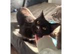 Adopt Cotton a Domestic Shorthair cat in West Columbia, SC (38287325)