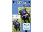 Adopt Jumanji a Black American Pit Bull Terrier / Mixed dog in Niagara Falls