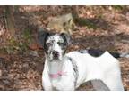 Adopt Jolene - COME MEET ME! a Catahoula Leopard Dog