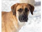 Adopt Vega - IN FOSTER a German Shepherd Dog