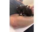 Adopt Squeak a All Black Domestic Shorthair / Domestic Shorthair / Mixed cat in