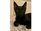 Adopt Travis a Domestic Shorthair / Mixed (short coat) cat in Alpharetta