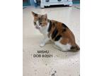 Adopt Mishu a Domestic Shorthair / Mixed (short coat) cat in Crossville