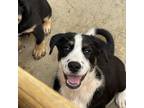 Adopt Mars a Black Boxer / Husky / Mixed dog in FREEPORT, FL (38412349)