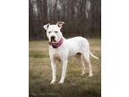 Adopt BETHANY a Dogo Argentino