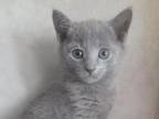 Mary Russian Blue Female Blue