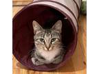 Adopt Tabitha a Domestic Short Hair