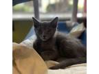 Adopt Darth a Gray or Blue Domestic Shorthair / Mixed cat in Ridgeland